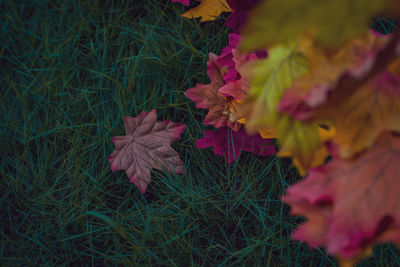 Close-up of red maple leaves on field