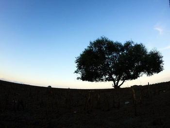 Tree on landscape against clear sky