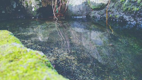 Reflection of trees in lake