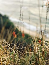 Close-up of dry grass on field during winter