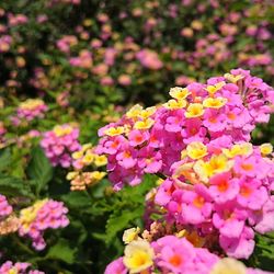 Close-up of fresh pink flowers blooming outdoors