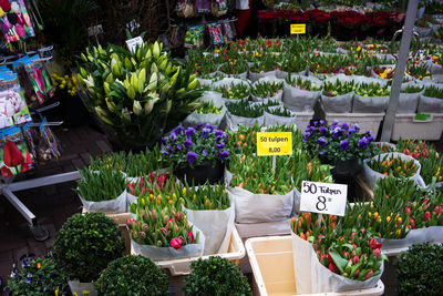 Potted plants for sale at market stall