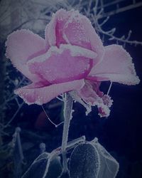 Close-up of flowers blooming outdoors