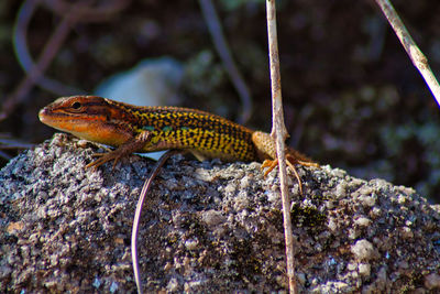 Green lizard from galicia on a rock. pordacis bocagei. lagarta galega