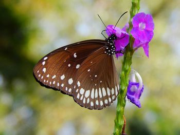 Close-up of butterfly on purple flower