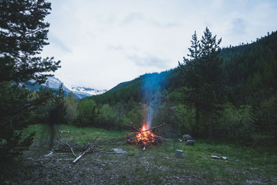 Scenic view of forest against sky