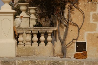 Cat living in l-imdina, malta