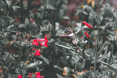 Close-up of insect on red flower