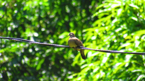 Bird perching on tree trunk