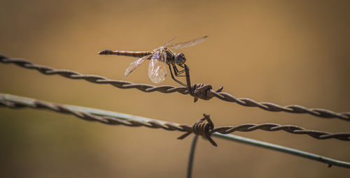 Close-up of dragonfly on barbed wire