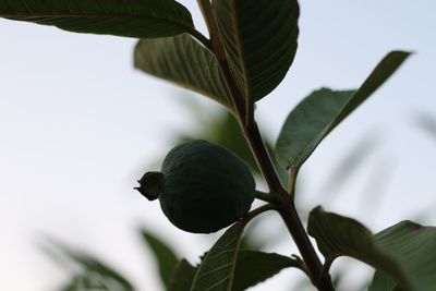 Close-up of fruit on plant