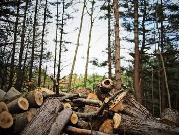 Close-up of logs on tree trunk in forest