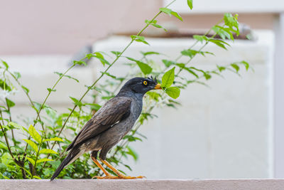 Bird perching on a wall