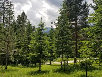 Pine trees in forest