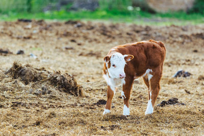 Cow standing in a field
