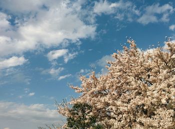 Low angle view of blooming tree against cloudy sky