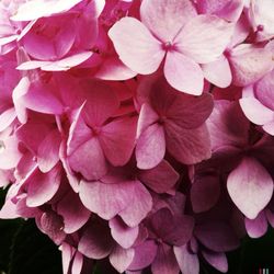 Close-up of pink flower