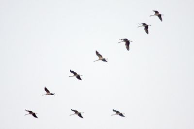 Low angle view of birds flying in the sky