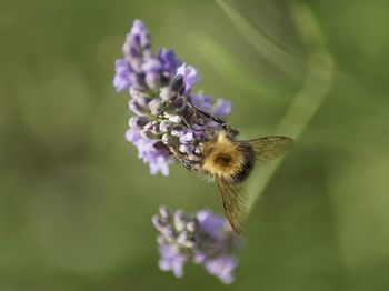 Close-up of bumblebee on flower