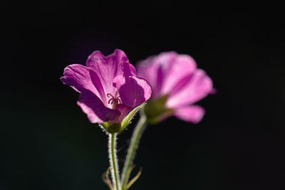 Close-up of pink flower blooming outdoors