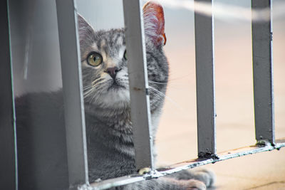 Close-up of cat looking through window