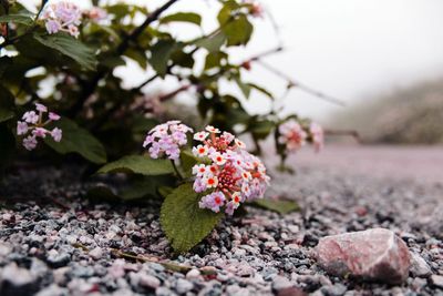Close-up of pink flowers