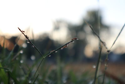 Close-up of wet plant