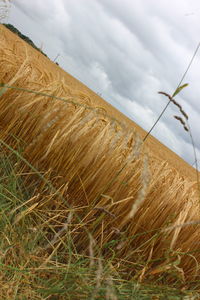 Crops growing on field against sky