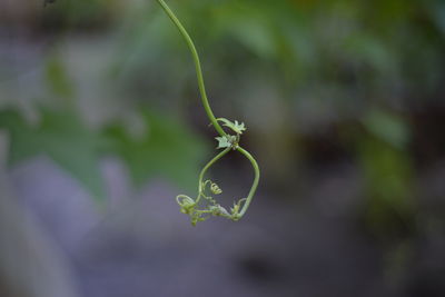 Close-up of green plant