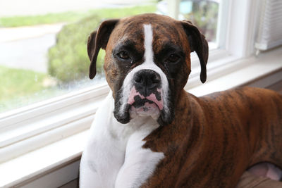 Close-up portrait of dog