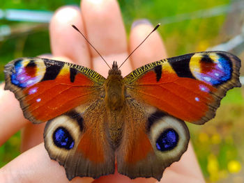 Close-up of butterfly on hand