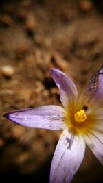 Close-up of purple flowers blooming outdoors