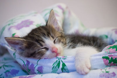 Close-up of cat up sleeping