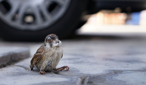 Close-up of sparrow on floor