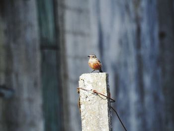 Close-up of bird perching on wooden post