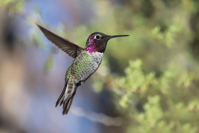 Close-up of bird flying