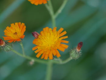Close-up of honey bee on yellow flower