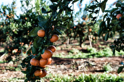 Close-up of fruits on tree