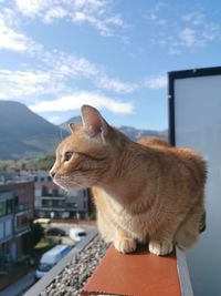 Close-up of a cat looking away