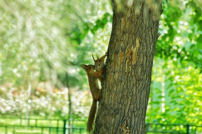 Insect on tree trunk