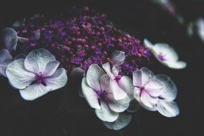 Close-up of purple hydrangea flowers