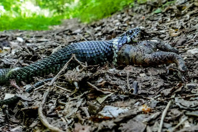 Close-up of lizard