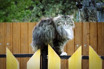 Cat lying on wooden fence