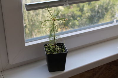 window