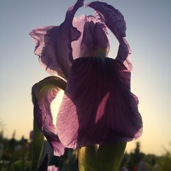 Close-up of wilted flower against sky