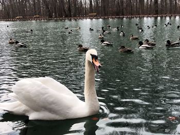 Swans swimming in lake