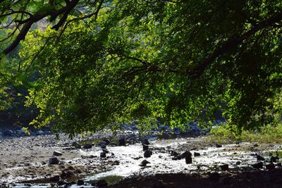 View of a forest