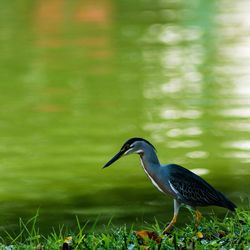Bird perching on a grass