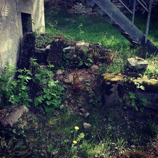 PLANTS GROWING ON STONE WALL