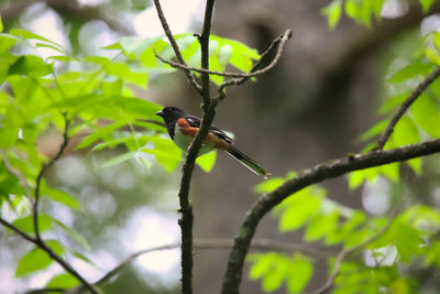 Close-up of insect perching on branch